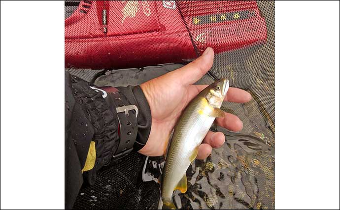 津保川でのアユトモ釣りで20cmの真っ黄色な鮎と対面【岐阜】降雨による水温低下に苦戦