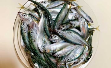 堤防サビキ釣りで小サバと豆アジが200尾オーバー【北九州】数釣りのコツとは？