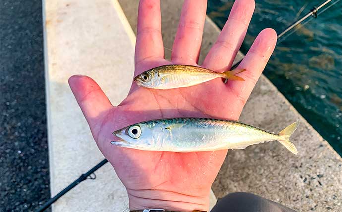 堤防サビキ釣りで小サバと豆アジが200尾オーバー【北九州】数釣りのコツとは？