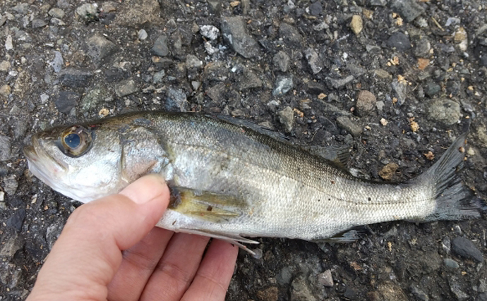 雨が降るとサカナが釣りやすくなる理由4選　雨のタイミングで狙いたい魚種も紹介