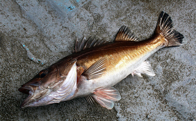 能登半島沖スロージギング釣行で高級美味魚「アラ」狙い　攻略の近道はロッドにあり