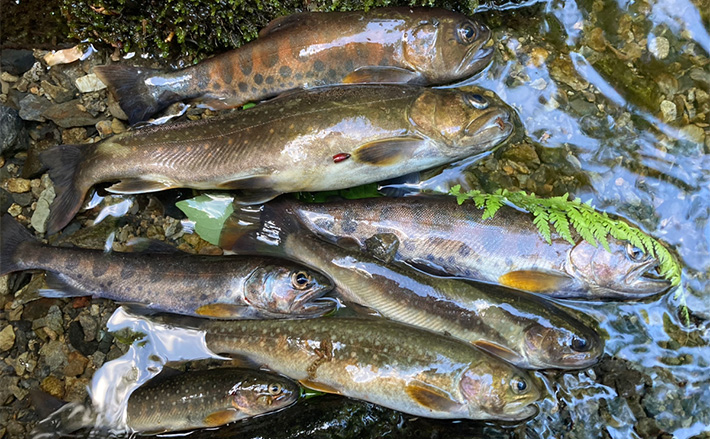 初夏の奥多摩で渓流エサ釣り満喫【東京】26cmイワナに23cmヤマメ手中に