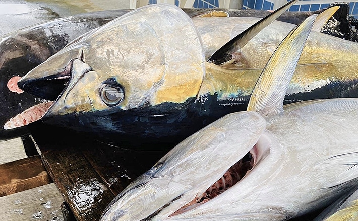 速報】令和6年度6月のクロマグロ採捕が解禁 上限の半分を超える3.8トン