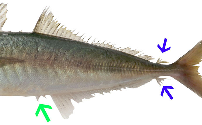 知ってそうで知らない【アジ・サバ・イワシの見分け方】意外な体の構造の違いとは？