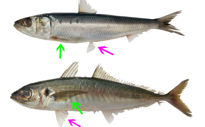 知ってそうで知らない【アジ・サバ・イワシの見分け方】意外な体の構造の違いとは？