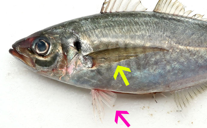 知ってそうで知らない【アジ・サバ・イワシの見分け方】意外な体の構造の違いとは？