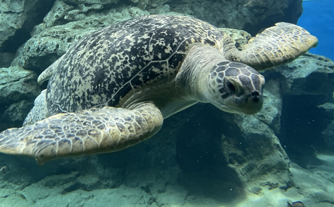 アカウミガメとアオウミガメはどちらが美味しい？ 昔は各地で食用にされてきた