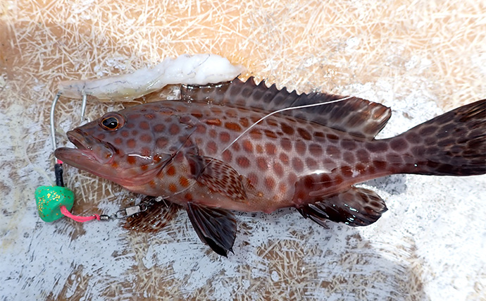 休日にのんびり起きてボート釣り【静岡・沼津】ひとつテンヤとサビキで五目釣りを満喫