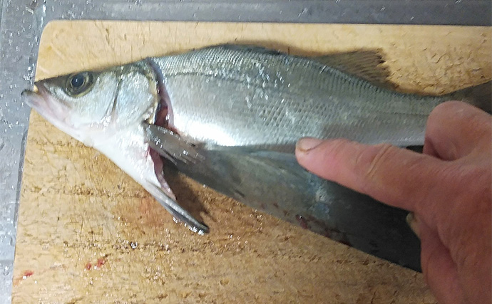 釣魚で作る「アレンジ煮付け」レシピ：ヒラセイゴの梅煮　じっくり煮詰めるのがキモ