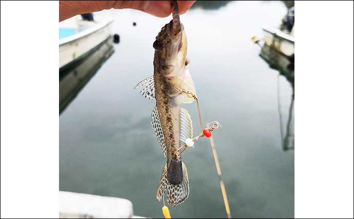 ハゼ釣り仕掛け全６種類を徹底解説　市販されているオススメ仕掛けも紹介