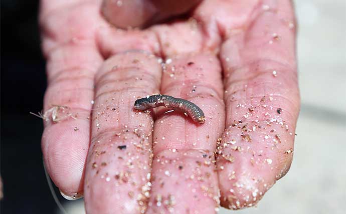 【ハゼ釣りのエサおすすめ11種】コンビニやスーパーで買える代用可能エサも紹介