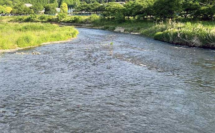 マルチアングラーが小学生の時の夏休み自由研究：カワムツはどのフライがよく釣れるのか？