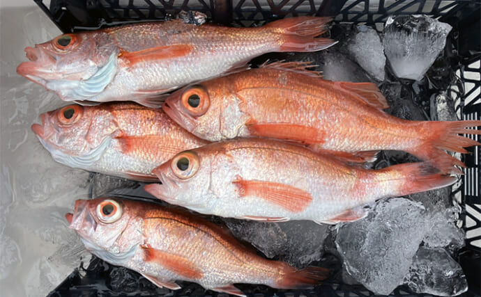 富山湾アカムツ釣りに本格シーズン到来で40cm級頭に6匹【強神丸】船中12人全員安打達成