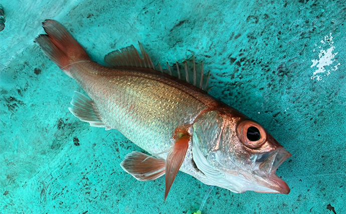 富山湾アカムツ釣りに本格シーズン到来で40cm級頭に6匹【強神丸】船中12人全員安打達成