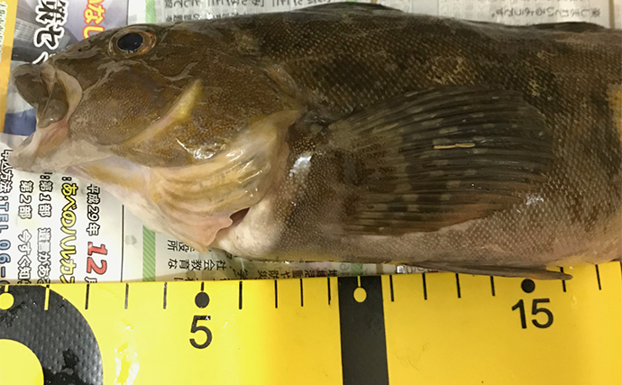 陸っぱりライトゲームアングラーが思う【一番美味しい釣り魚はずばりメバル！】