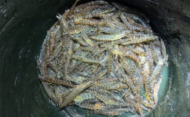 浜名湖の「えびすき漁体験」でクルマエビ150匹　合間に釣りも出来て最高に面白い！