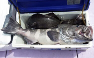 深海釣りで40kg頭にアブラボウズが連発【茨城・第十五隆栄丸】大型クーラーが満タン