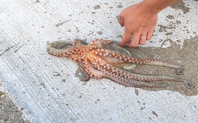 陸っぱりエギタコ釣りで700g級を頭にマダコ2桁キャッチ【大阪南港魚つり園】