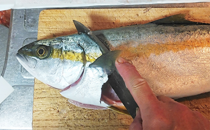 釣った魚で作る「さっぱり」レシピ：ヤズの酢物　10日間冷蔵保存も可能