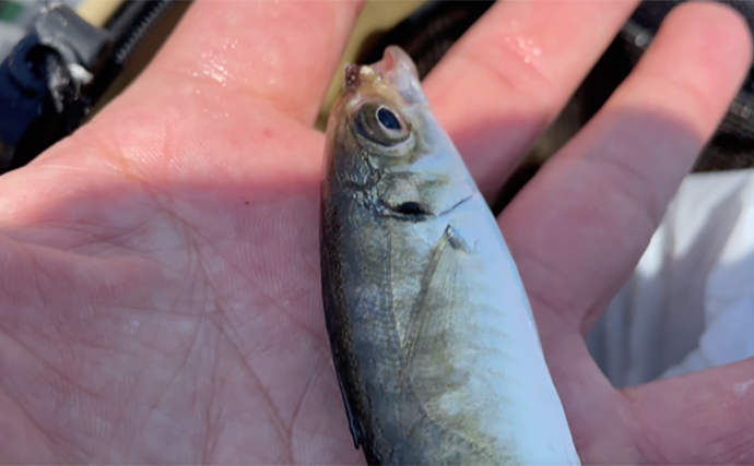 知多半島ランガンサビキ釣りで豆アジ手中【愛知】トリックサビキにヒット