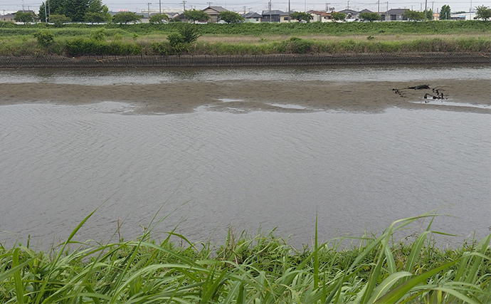 養老川でのチニングで本命クロダイ不発もマゴチ登場【千葉】バイブレーションにヒット