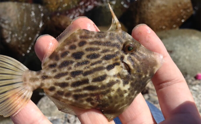 陸っぱりの釣りはエサとルアーどちらが釣れる？　結論は【釣りたい魚種次第】