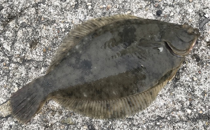 陸っぱりの釣りはエサとルアーどちらが釣れる？　結論は【釣りたい魚種次第】