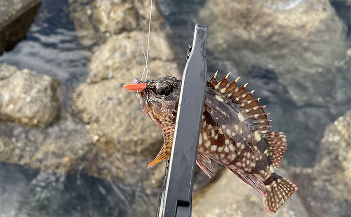 陸っぱりの釣りはエサとルアーどちらが釣れる？　結論は【釣りたい魚種次第】