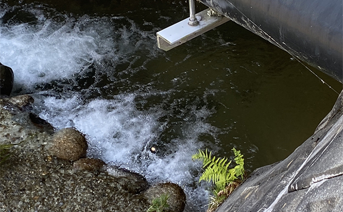 里川での提灯釣りでアマゴにイワナ合計6匹を手中【岐阜・飛騨】釣果はBBQで塩焼きに