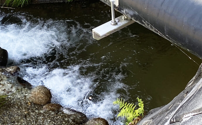 里川での提灯釣りでアマゴにイワナ合計6匹を手中【岐阜・飛騨】釣果はBBQで塩焼きに