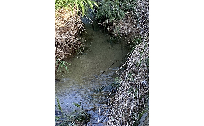 里川での提灯釣りでアマゴにイワナ合計6匹を手中【岐阜・飛騨】釣果はBBQで塩焼きに