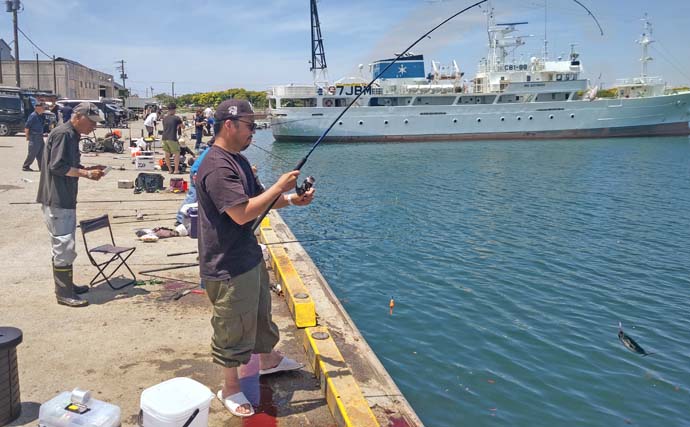 館山港での堤防カゴ釣りでソーダガツオ10尾をキャッチ【千葉】釣り場混雑にご注意を