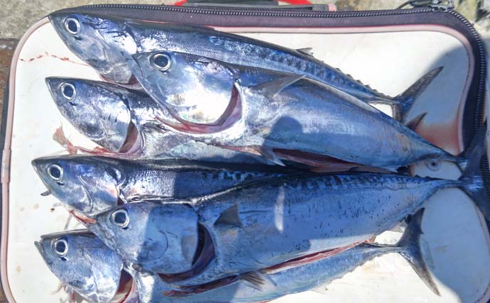 館山港での堤防カゴ釣りでソーダガツオ10尾をキャッチ【千葉】釣り場混雑にご注意を