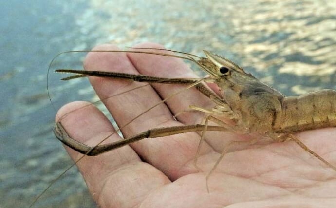 手賀沼公園でのテナガエビ釣りで7cm頭に14尾【千葉】夕マヅメに連発