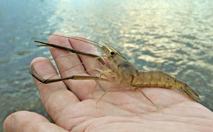 手賀沼公園でのテナガエビ釣りで7cm頭に14尾【千葉】夕マヅメに連発