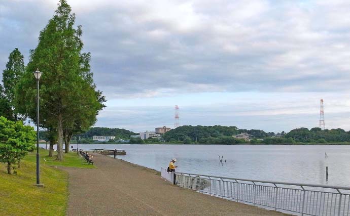 手賀沼公園でのテナガエビ釣りで7cm頭に14尾【千葉】夕マヅメに連発