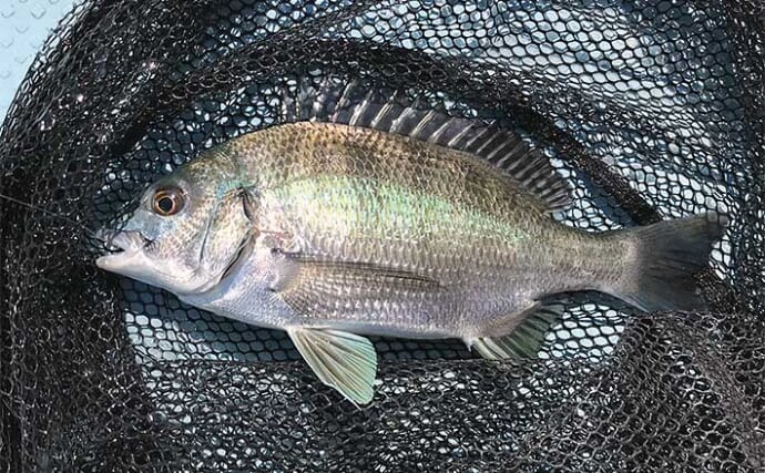 初夏の「カカリ釣り」で小型中心も本命クロダイ3尾手中に満足【三重・海香渡船】