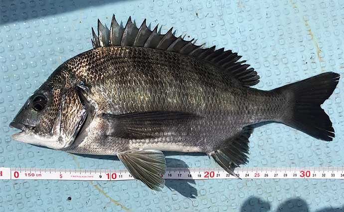 初夏の「カカリ釣り」で小型中心も本命クロダイ3尾手中に満足【三重・海香渡船】