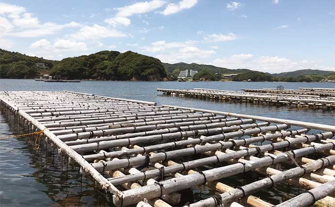 初夏の「カカリ釣り」で小型中心も本命クロダイ3尾手中に満足【三重・海香渡船】