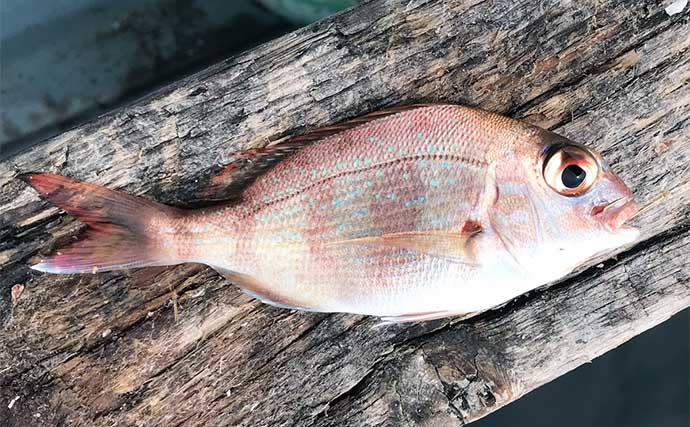 初夏の「カカリ釣り」で小型中心も本命クロダイ3尾手中に満足【三重・海香渡船】