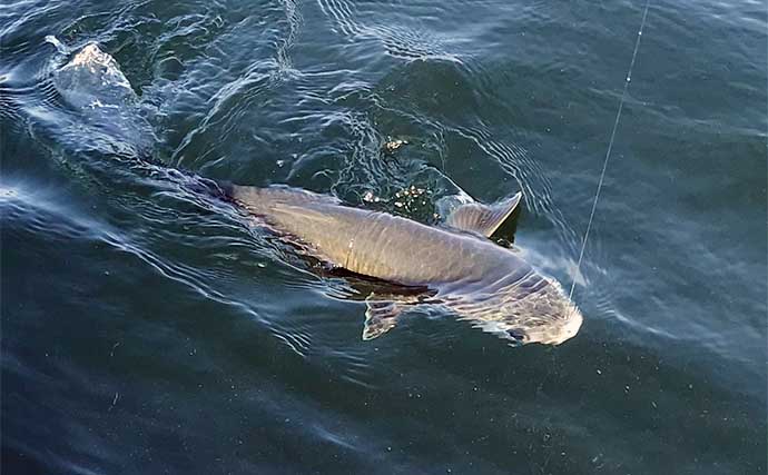 初夏の「カカリ釣り」で小型中心も本命クロダイ3尾手中に満足【三重・海香渡船】