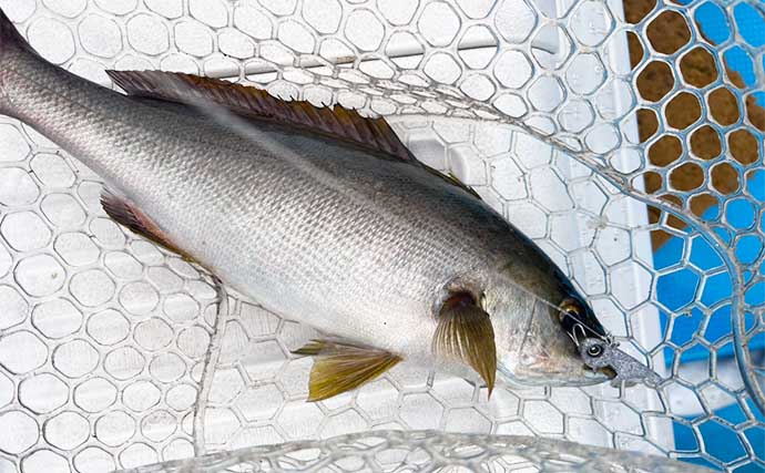 響灘イサキSLJ釣行で本命2桁にマダイにシーバスに青物など10魚種キャッチ【山口】