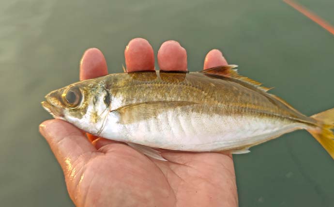 相浜港でのサビキ釣りでイワシ80尾とアジ3尾をキャッチ【千葉】アジは夕マヅメに回遊