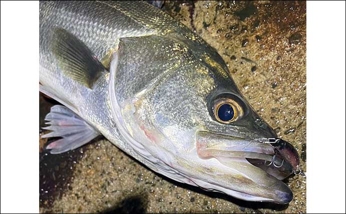 陸っぱりルアー釣り対象魚「シーバス・チヌ・アジ・メバル・カサゴ」のランカーサイズ紹介