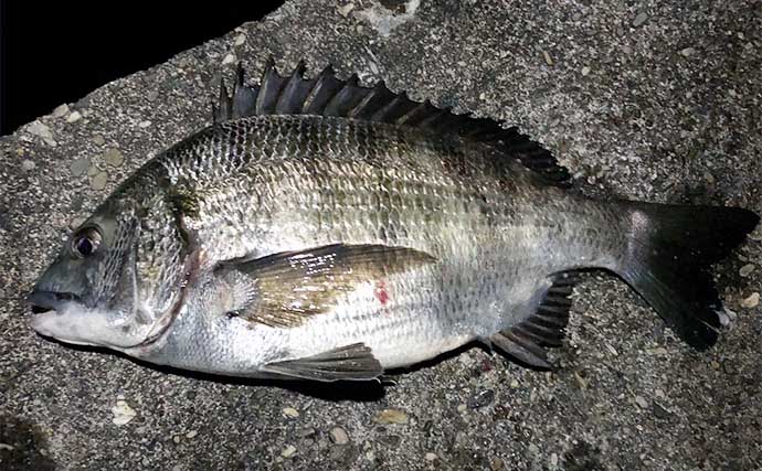 陸っぱりルアー釣り対象魚「シーバス・チヌ・アジ・メバル・カサゴ」のランカーサイズ紹介