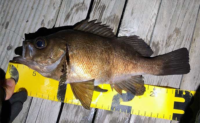 陸っぱりルアー釣り対象魚「シーバス・チヌ・アジ・メバル・カサゴ」のランカーサイズ紹介