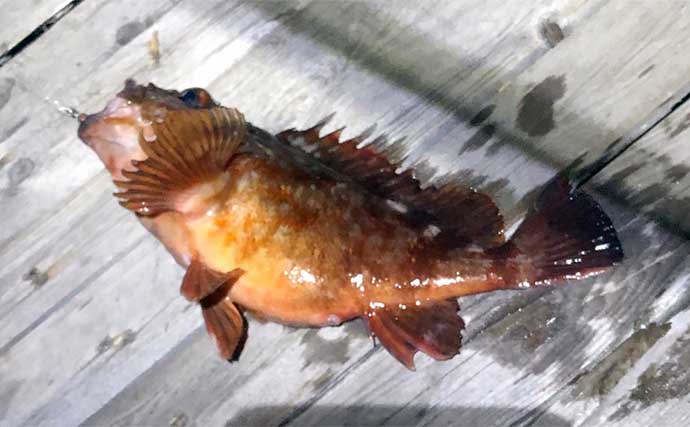 陸っぱりルアー釣り対象魚「シーバス・チヌ・アジ・メバル・カサゴ」のランカーサイズ紹介