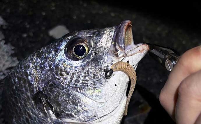 ライトブリーム釣行でキビレと本チヌ合計20尾超えと爆釣【大阪・シーサイドコスモ】