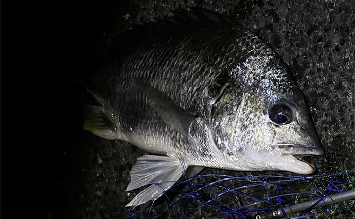 ライトブリーム釣行でキビレと本チヌ合計20尾超えと爆釣【大阪・シーサイドコスモ】