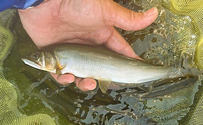 釣り人達(相模川) 釣り人達(相模川) 相模川の釣果・釣り場情報【2025年最新